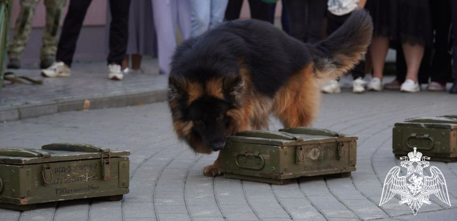 В Чебоксарах кинологи Росгвардии приняли участие в празднике, посвященном Дню фронтовой собаки 